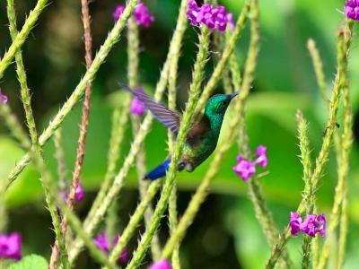 Hummingbird and Cat-tail Flowers