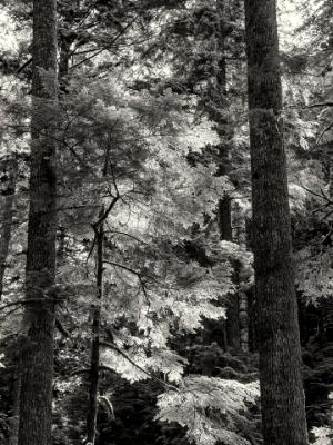 Evergreen Backlit Forest B&W