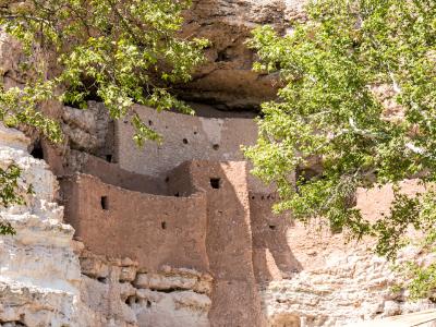 Montezuma Castle Sycamore Trees