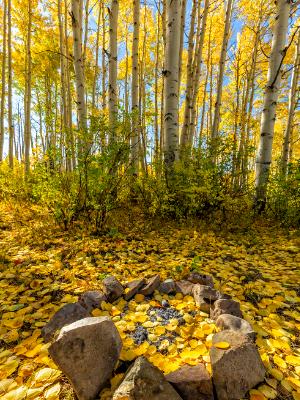 Aspen Grove Campsite above McClure Pass