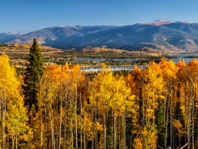 Frisco Bay Aspen Forest Panorama (Click for full width)