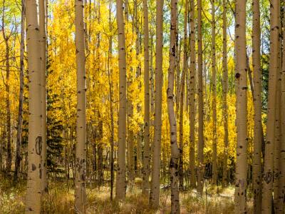 Aspen Forest Panorama (Click for full width)