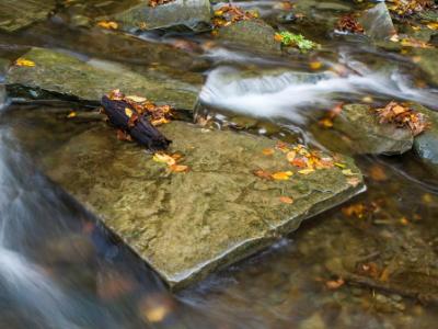 Square Stone in Autumn Creek