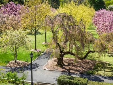 Botanic Gardens Cherry Pathways