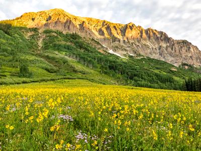 Gothic Mountain Morning Sunflowers