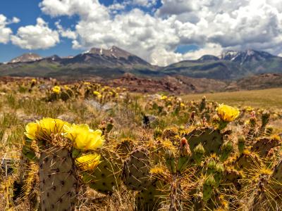 Prickly Pear Cactus Yellow Blooms