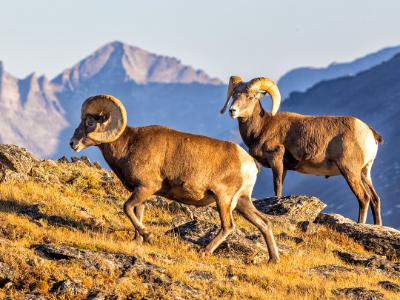 Big Horn Sheep on Trail Ridge