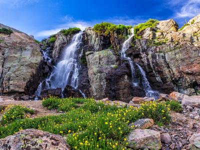 Timberline Falls Spray and Yellow Cinqufoil