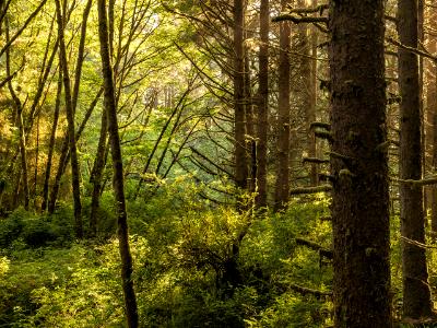 Backlit Sitka Spruce Forest on Fern Canyon Trail