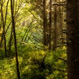 Backlit Sitka Spruce Forest on Fern Canyon Trail