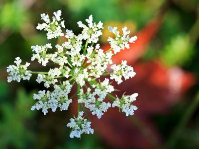 Queen Anne's Lace 