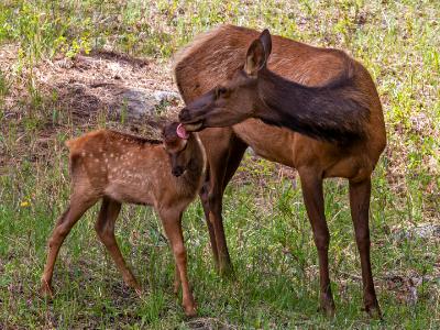 Elk Cow Cleaning Her Calf