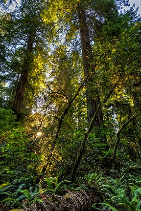 Lady Bird Johnson Grove Lady Bird Johnson Grove