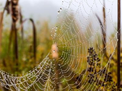 Misty Morning Spider Web