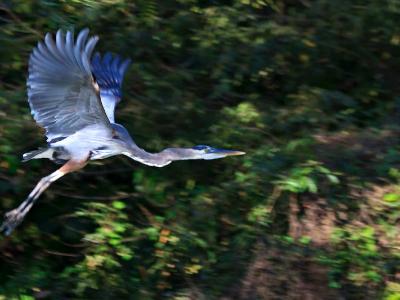 Great Blue Heron in Flight