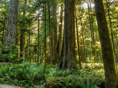 Sunlight in Cathedral Grove