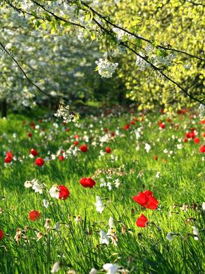 Tulips and pear blossoms