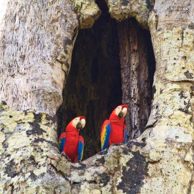 Scarlet Macaws (Square)