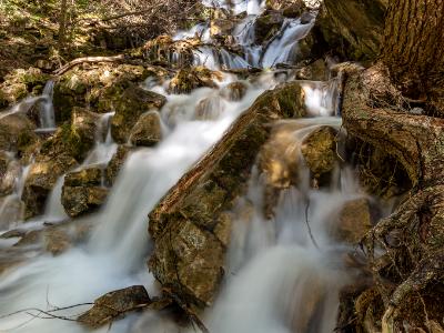 Silky Dead Horse Creek Roots and Rocks