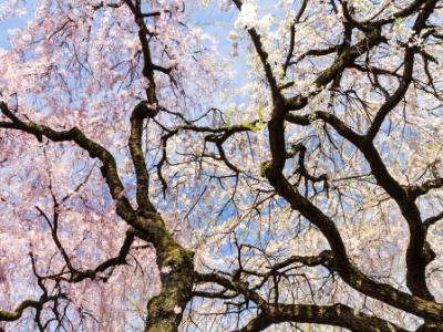 Blossoms and Branches