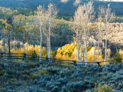 Aspen Ridge and Wooden Fence