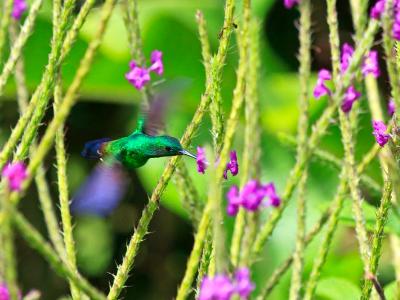 Hovering Steely-Vented Hummingbird