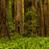 Sword Ferns and Redwood Trunks