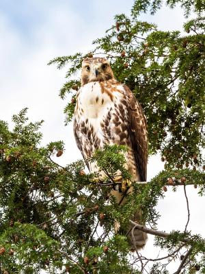 Brooklyn Red-Tailed Hawk