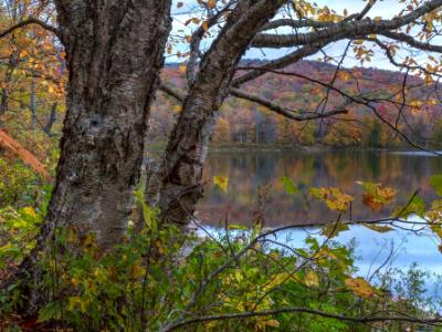 Tree on Shore of Big Pond