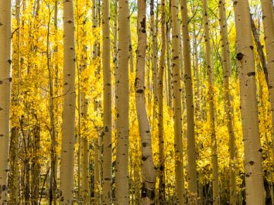 Golden Aspen Forest