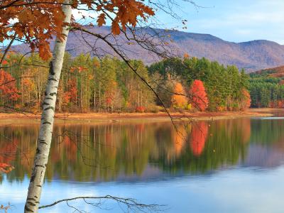 Cooper Lake Autumn Birch