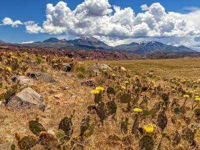 Prickly Pear Flower Hillside and La Sal Mountains