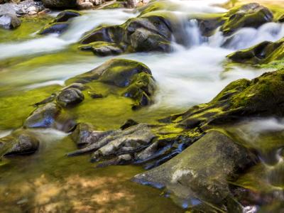 Golden Sol Duc River