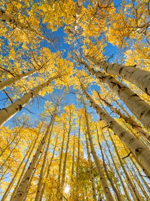 McClure Pass Aspen Grove Sunburst