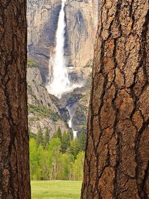 Ponderosa Pines & Yosemite Falls