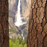 Ponderosa Pines & Yosemite Falls