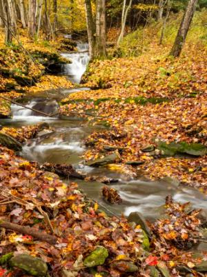 Leafy Forest Stream