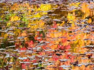 Leaves Floating on Color