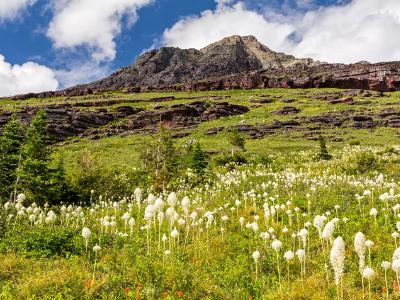 Mountainside of Bear Grass