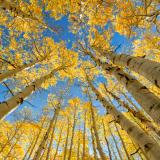 McClure Pass Aspen Grove Sunburst