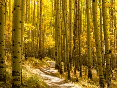 Grove of Golden Aspens