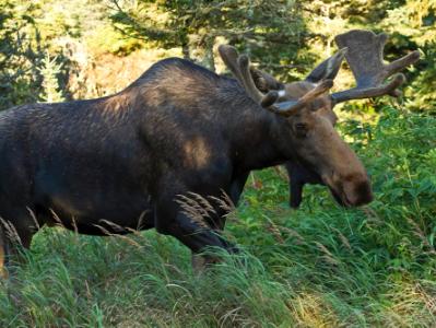 Bull Moose Walking