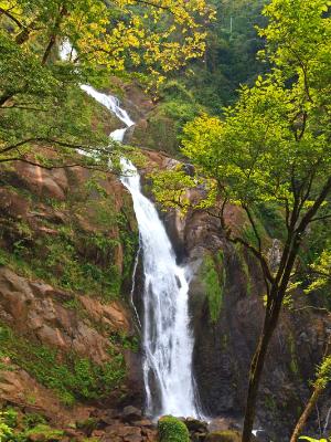 Manantial de Agua Viva Waterfalls and Trees