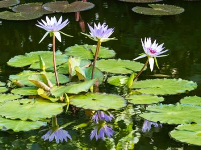 Water Lily Reflections