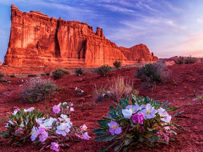 Tower of Babel Primrose Dawn