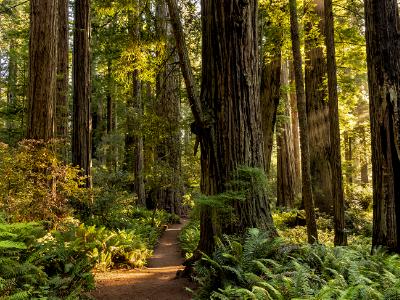 Lady Bird Grove Sunlit Trail