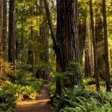 Lady Bird Grove Sunlit Trail