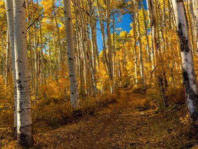 Big Aspen La Sal Forest Trail