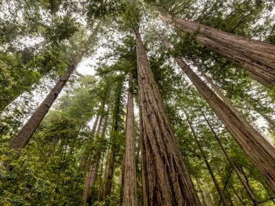 Sequoias in the Mist