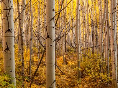 Golden Underbrush and Backlit Aspen Forest